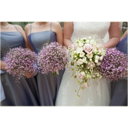 Nasiona Gipsówka mix szt.10 Nxx62